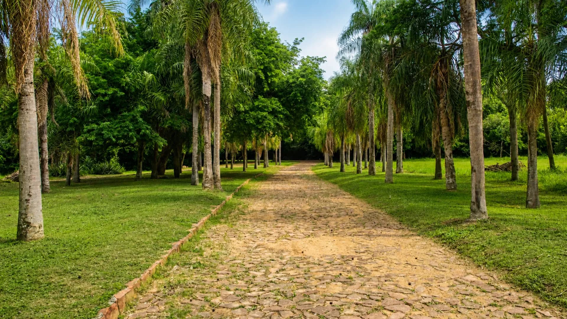 Avenida interna empedrada con palmeras en Parquealto