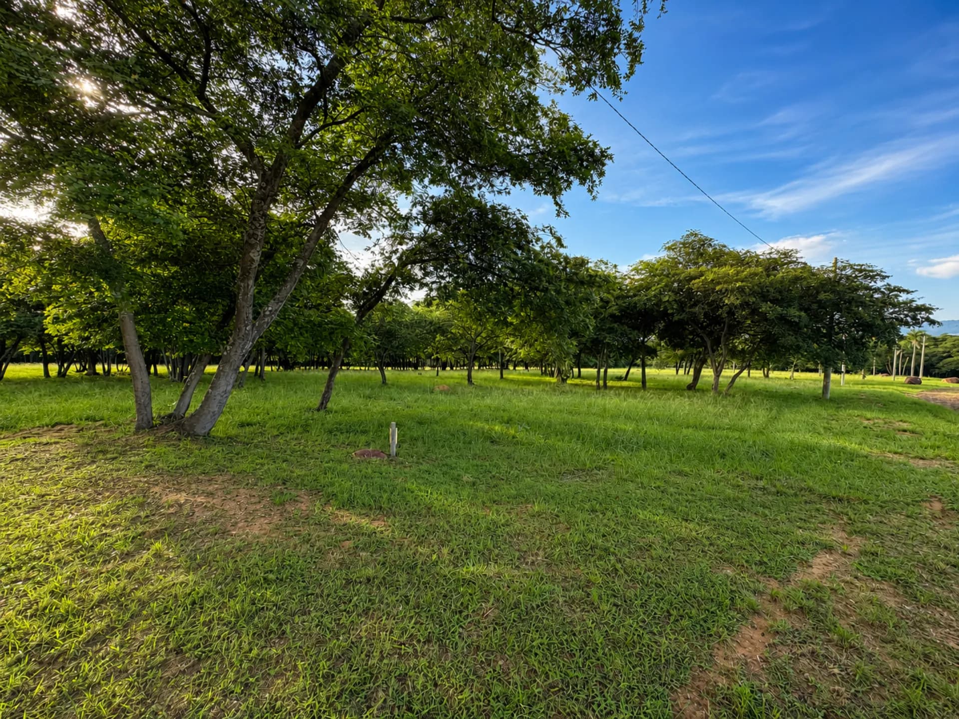 Lote arbolado con árbol nativo grande dentro de Parquealto