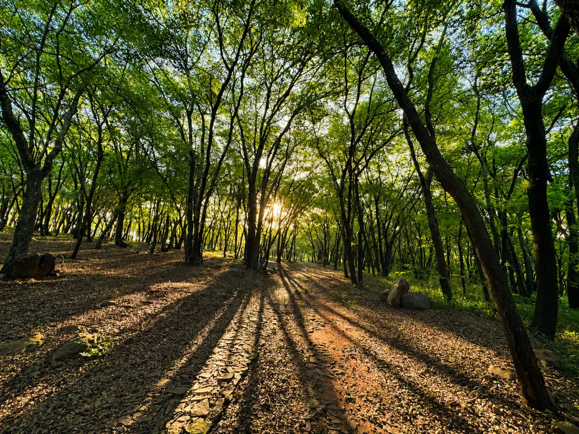 Bosque nativo preservado dentro de Parquealto con sol filtrándose